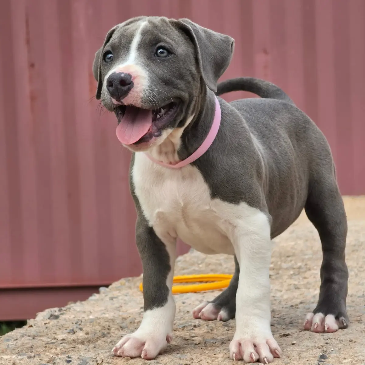 A blue and white Rubble × Bambi puppy with a pink collar, tongue out