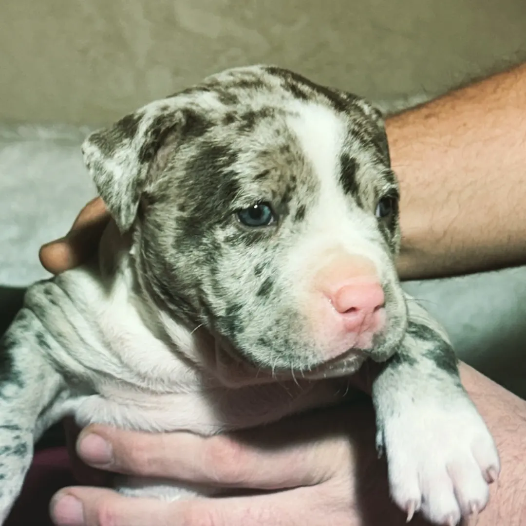 A merle newborn puppy held in a hand