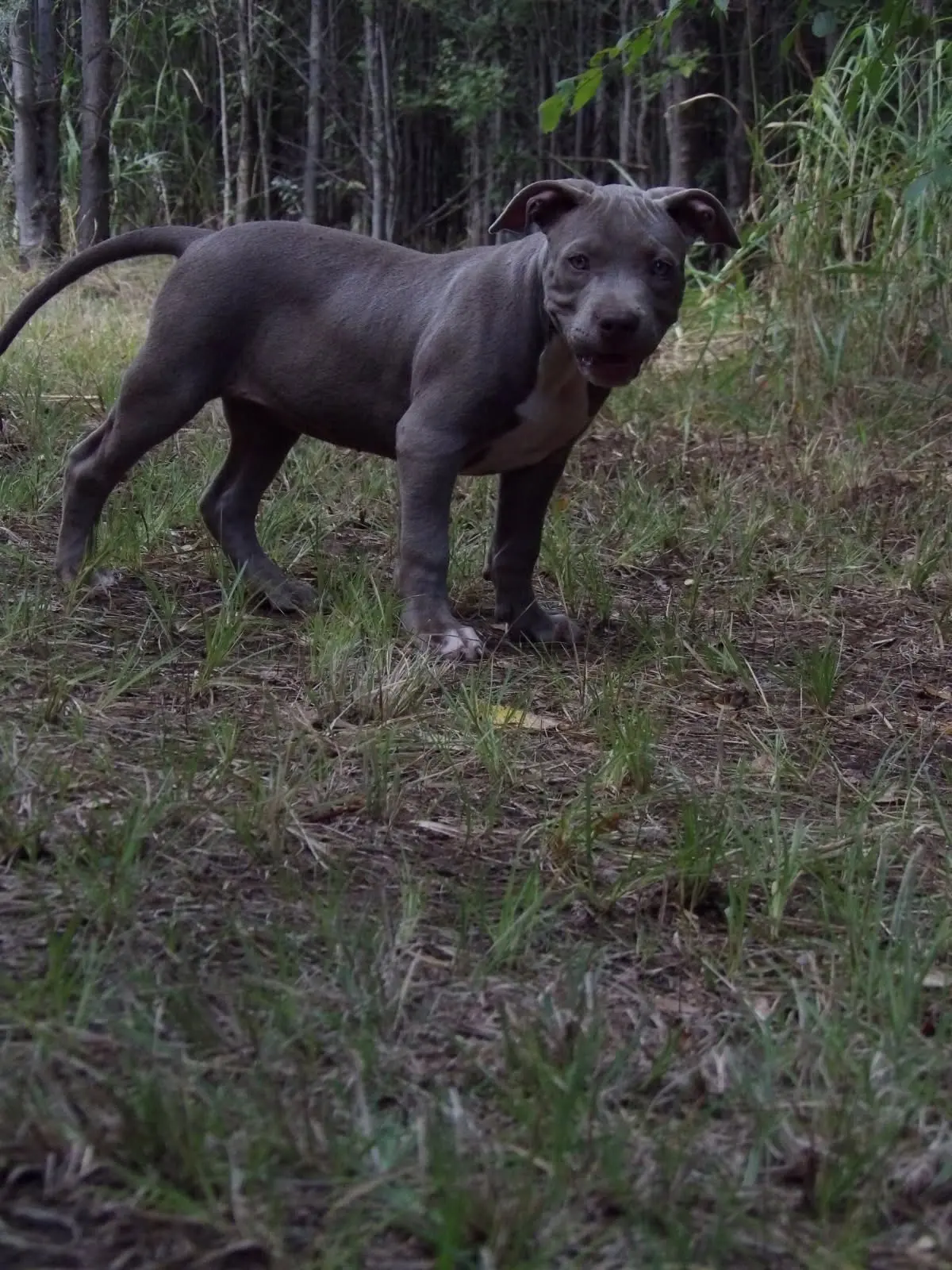 A blue puppy standing in the grass