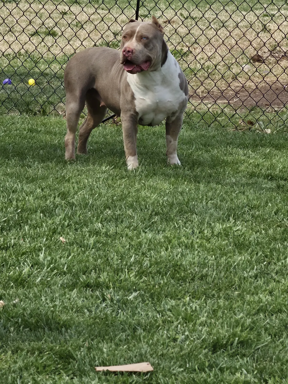 A lilac dog on the lawn