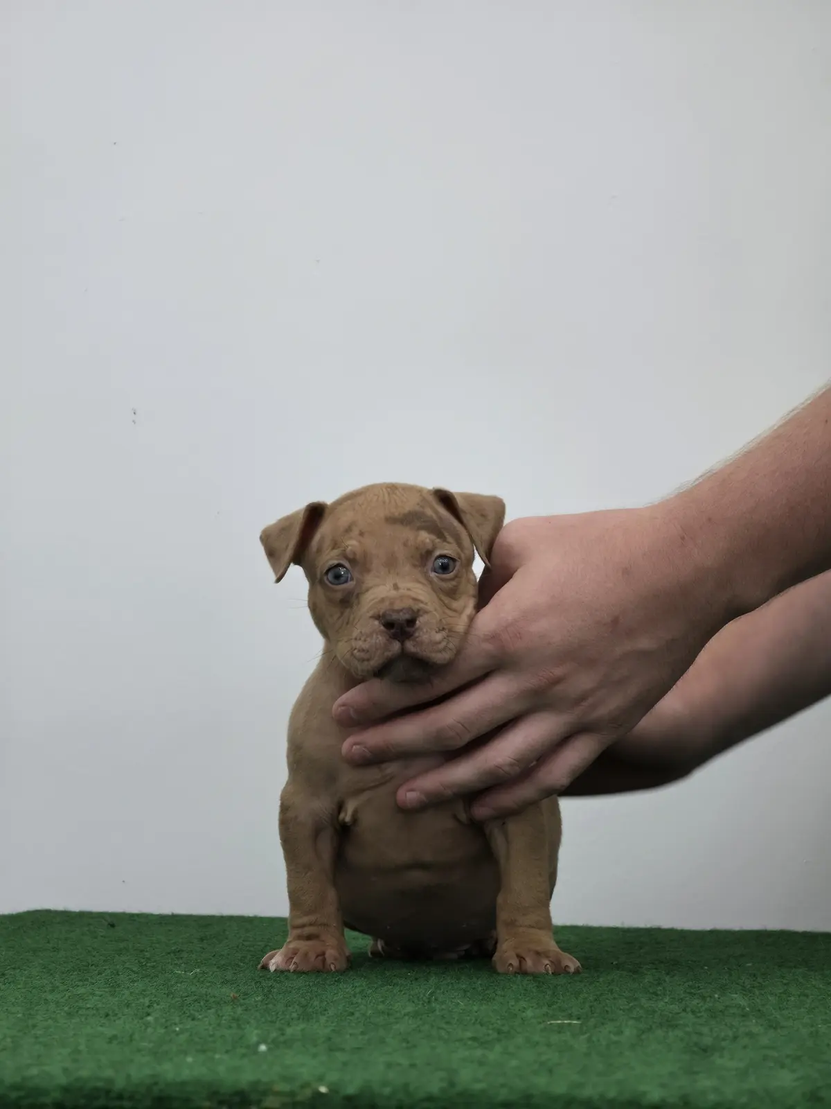 A lilac puppy with blue eyes, held still for a photo