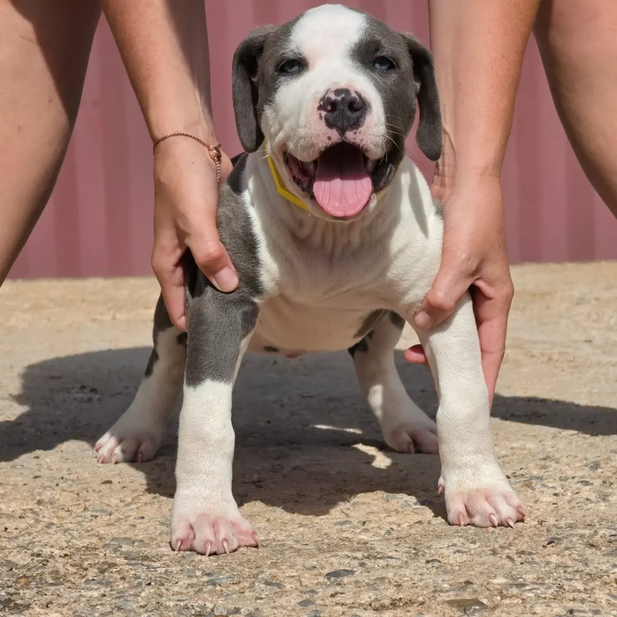 A blue and white Rubble × Bambi puppy being stacked