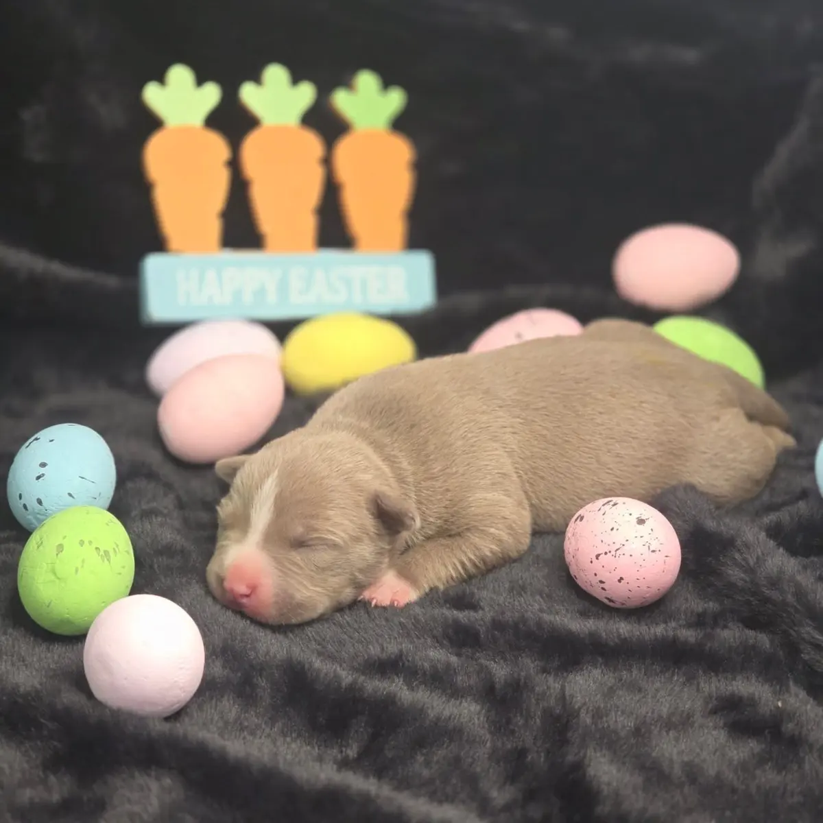A newborn lilac puppy asleep among Easter eggs