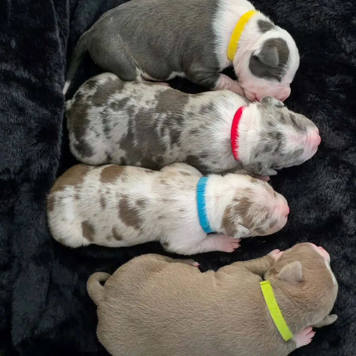 Four newborn puppies from above