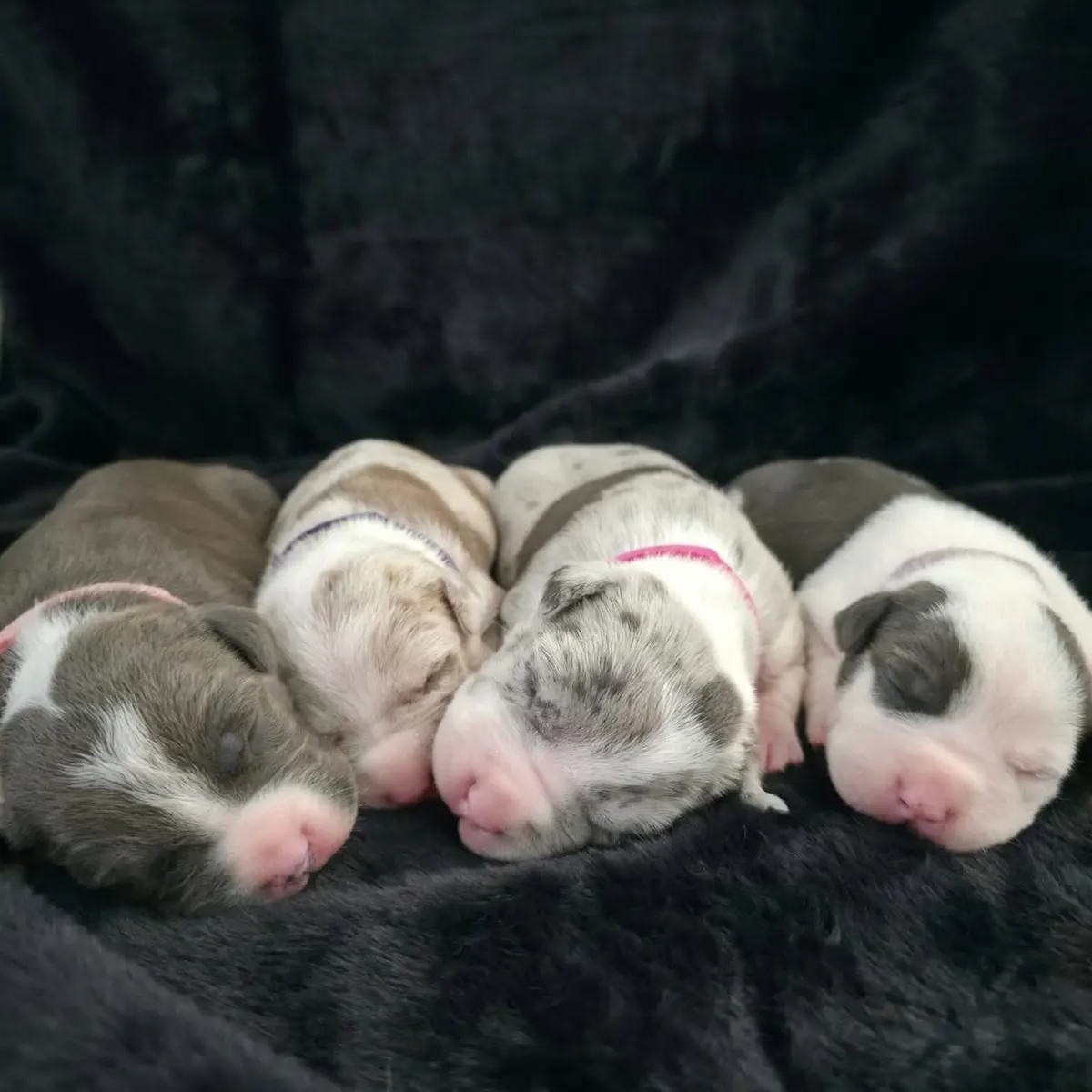 Three newborn puppies side by side