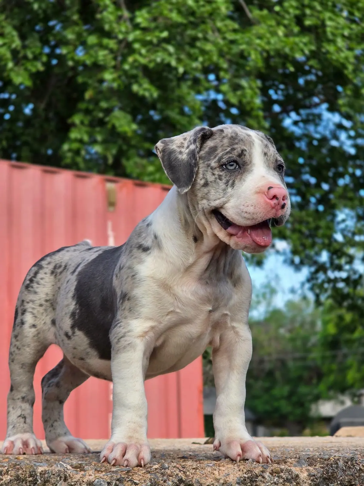 A merle puppy standing on a ledge by a red wall