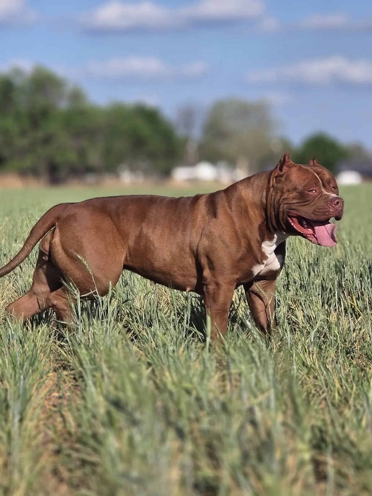 A chocolate dog standing in a green field