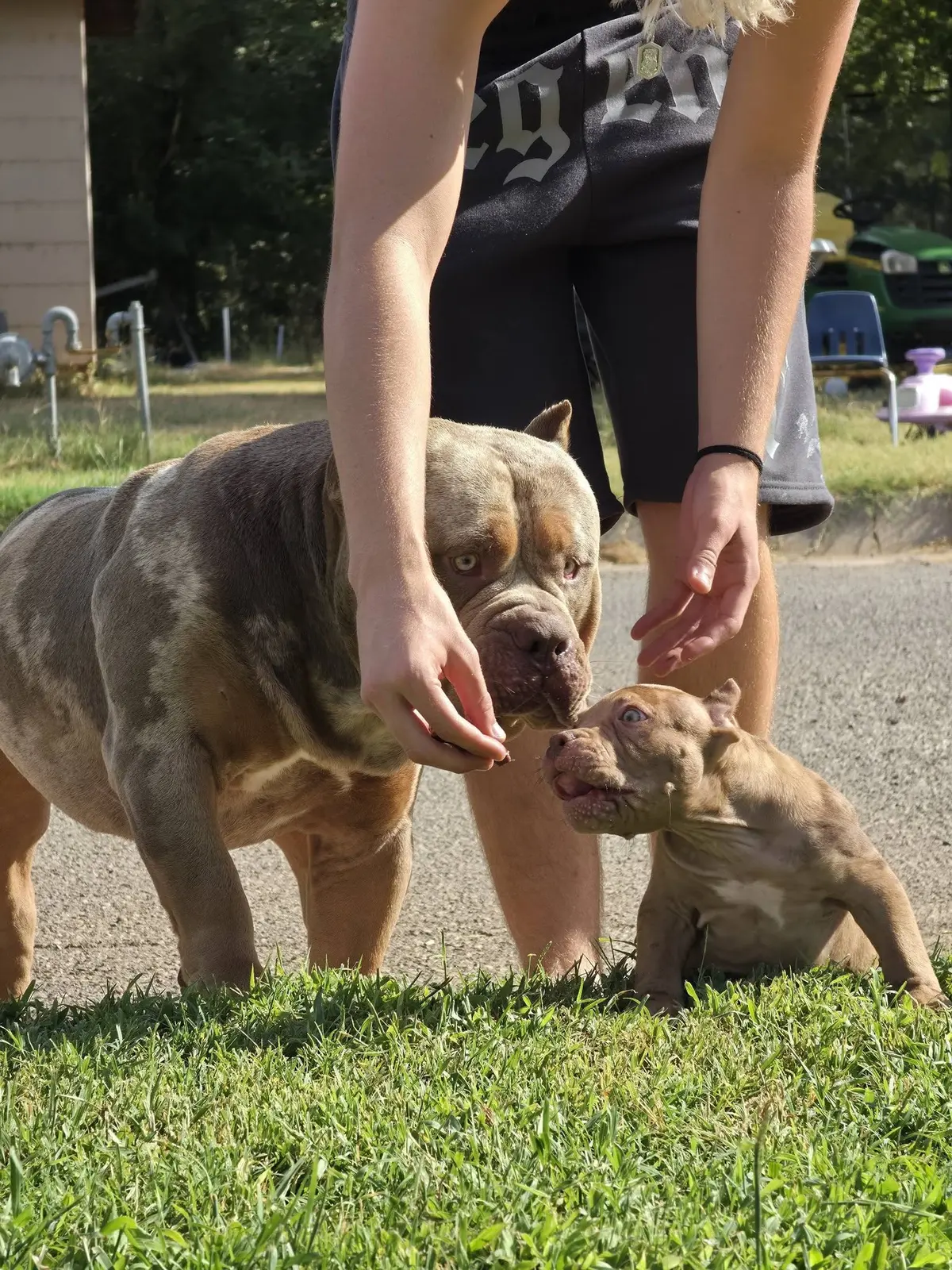 Mavrok standing beside one of his puppies