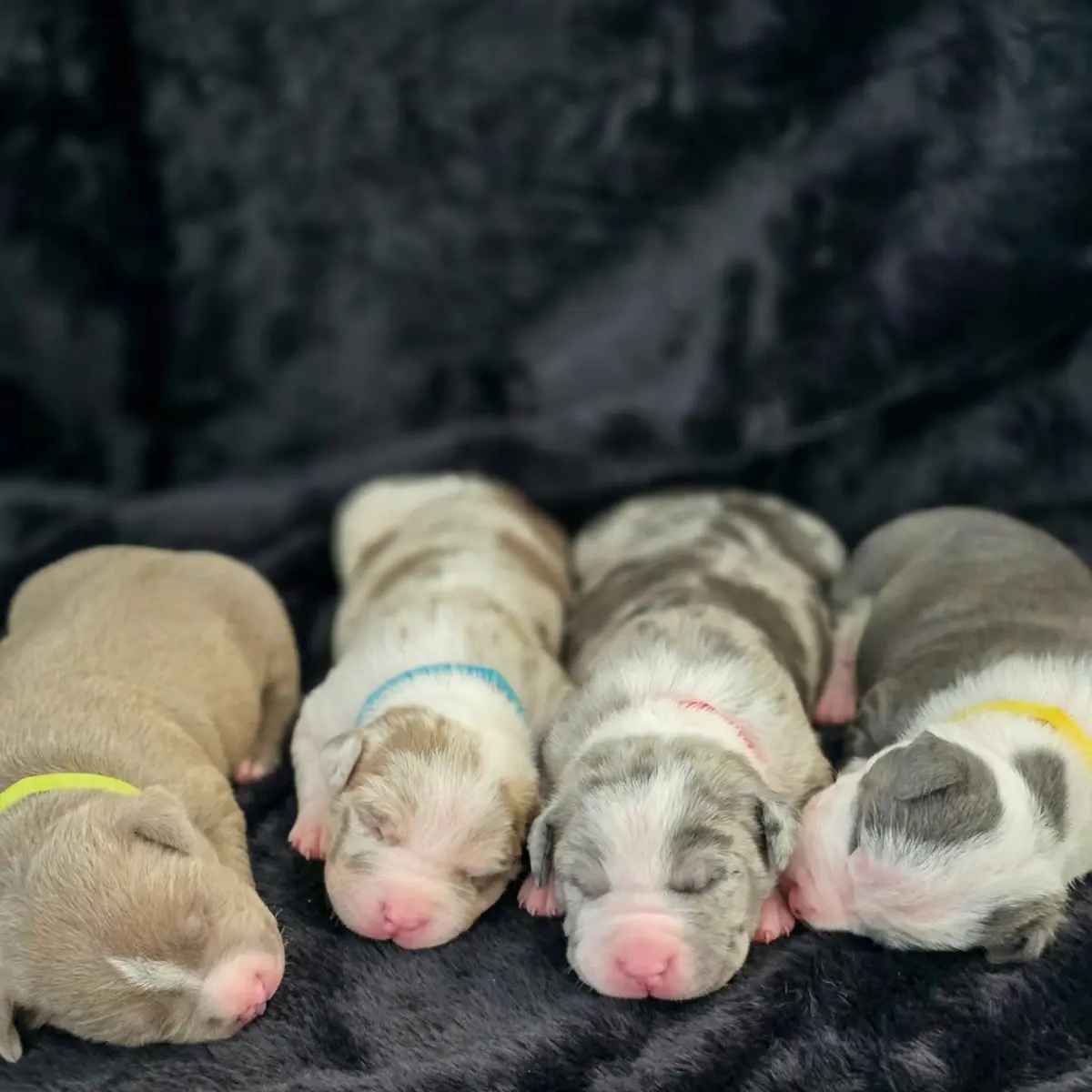 Four newborn Rubble × Bambi puppies side by side