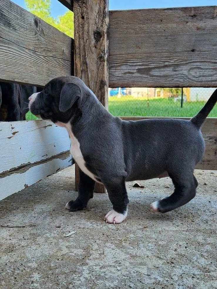 A black and white puppy exploring the pen