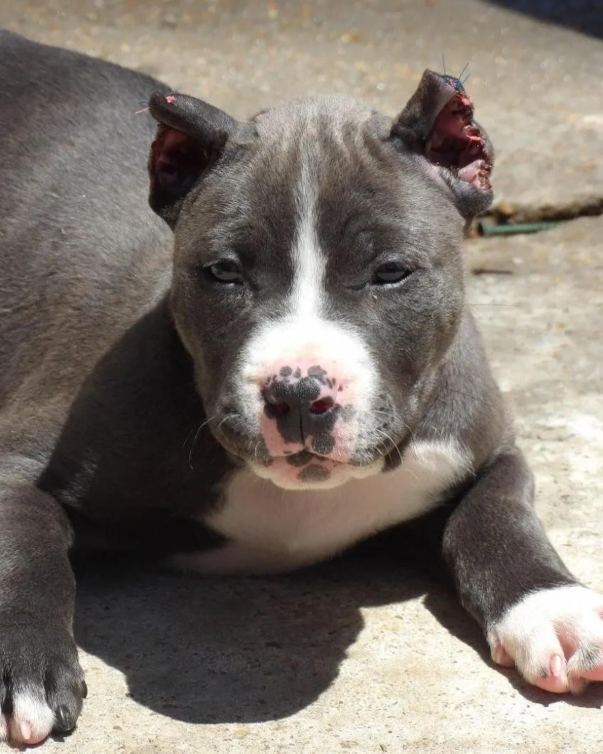 A blue and white puppy lying on concrete