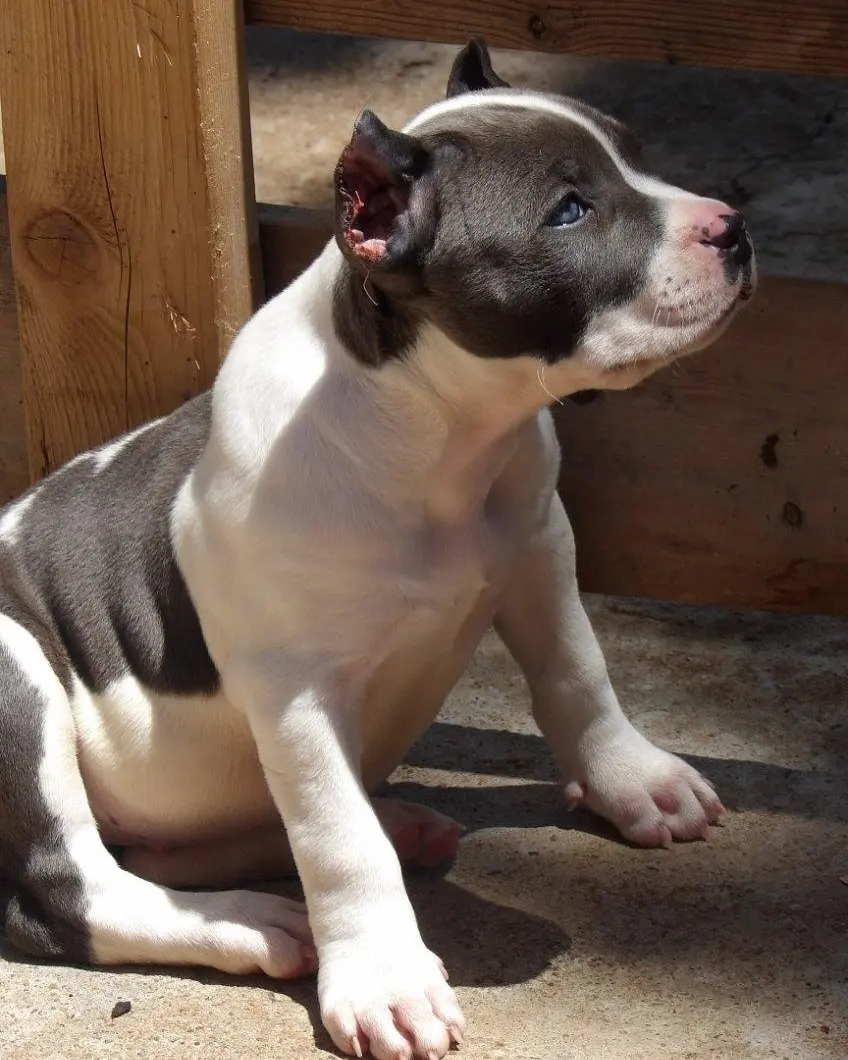 A blue and white puppy sitting in the sun, side view