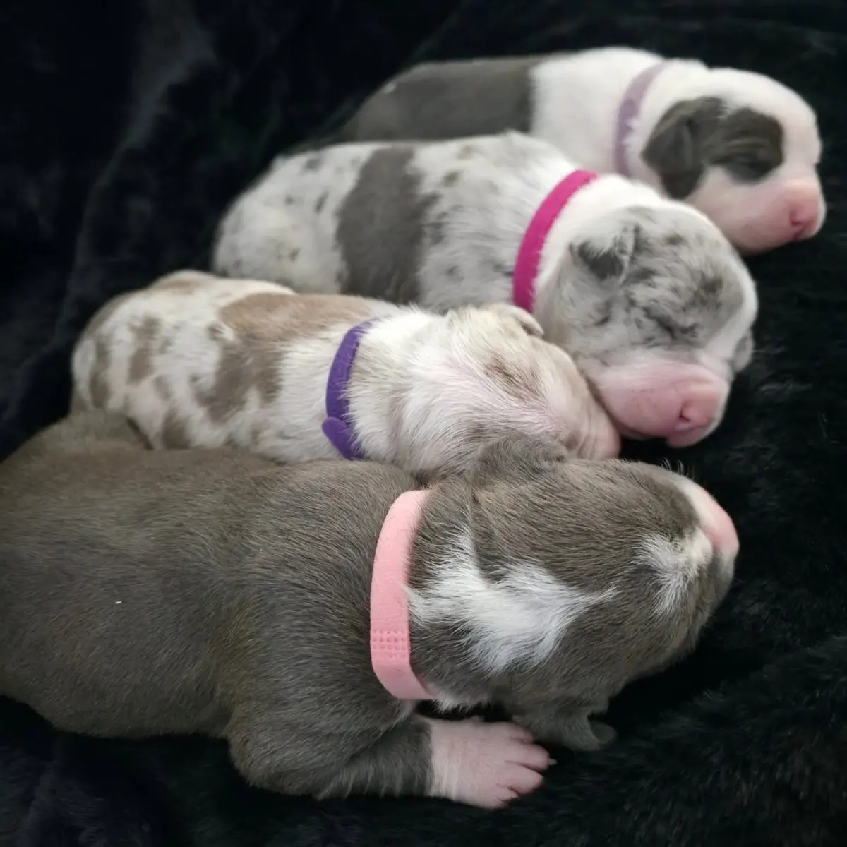 Newborn Rubble × Bambi puppies with colored collars