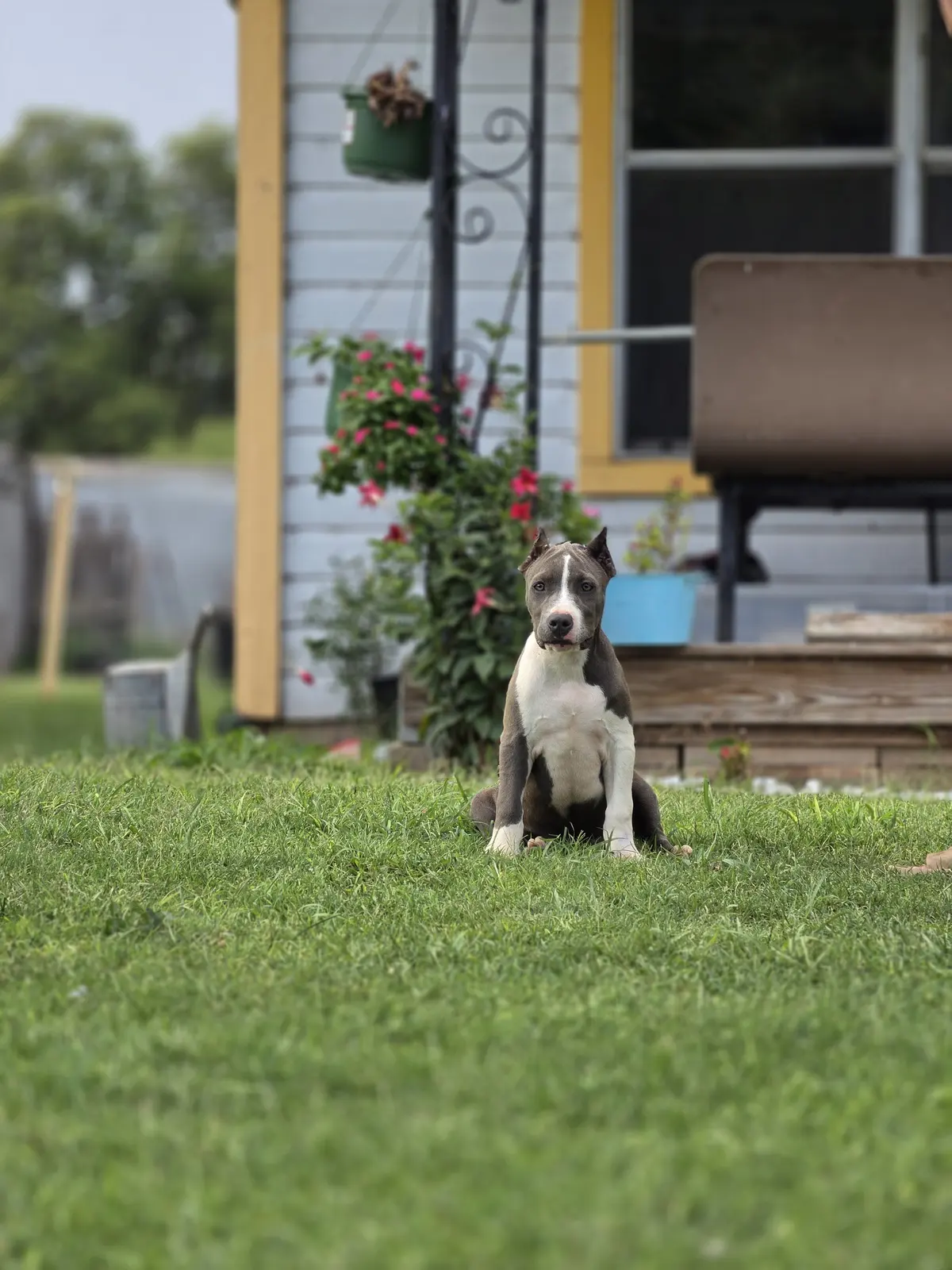 A blue and white puppy sitting on the lawn