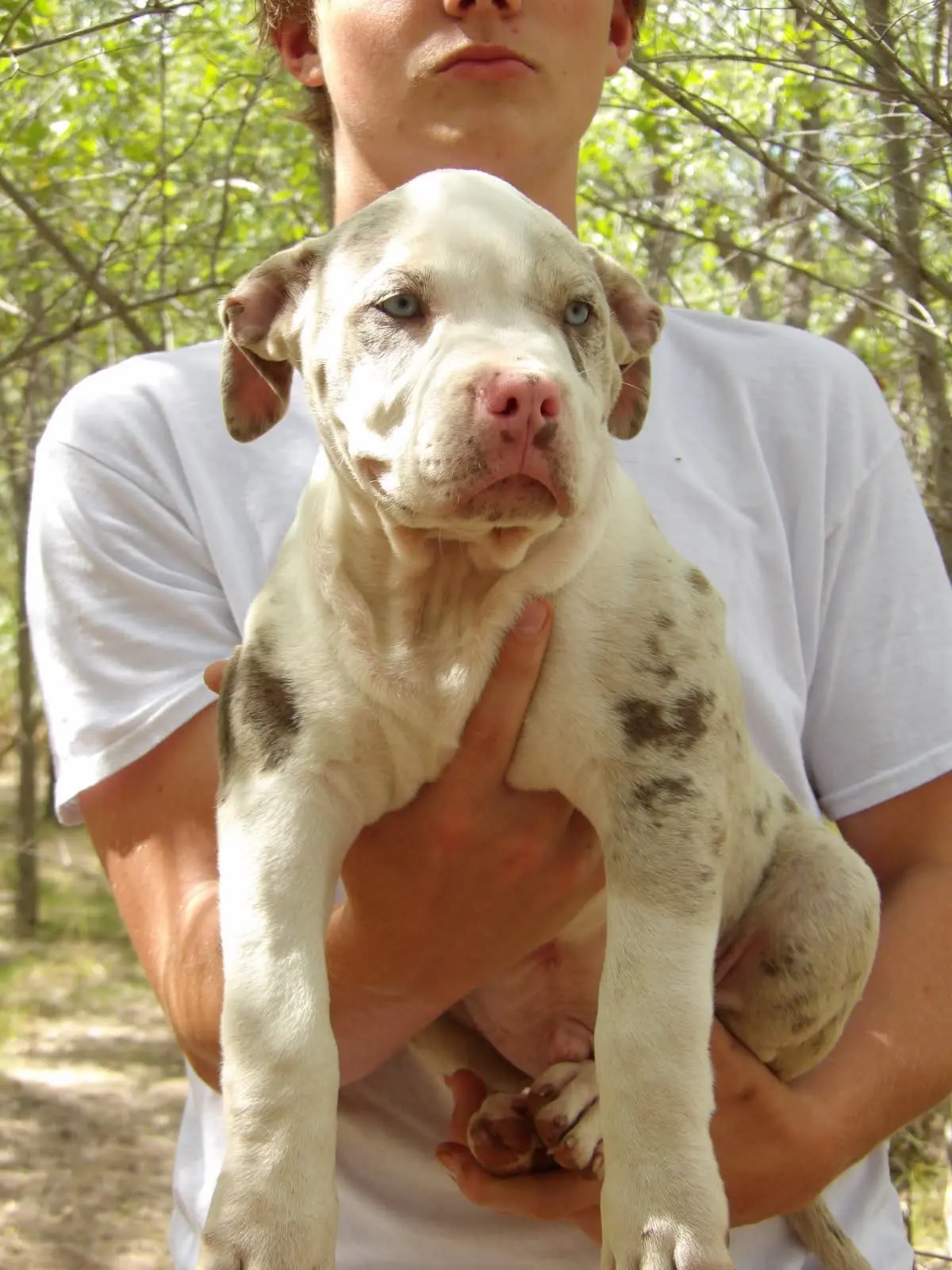 A teenager holding a merle puppy in the woods