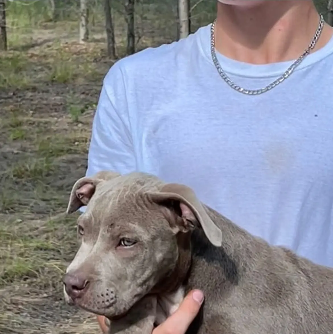 A lilac puppy in a teenager's arms