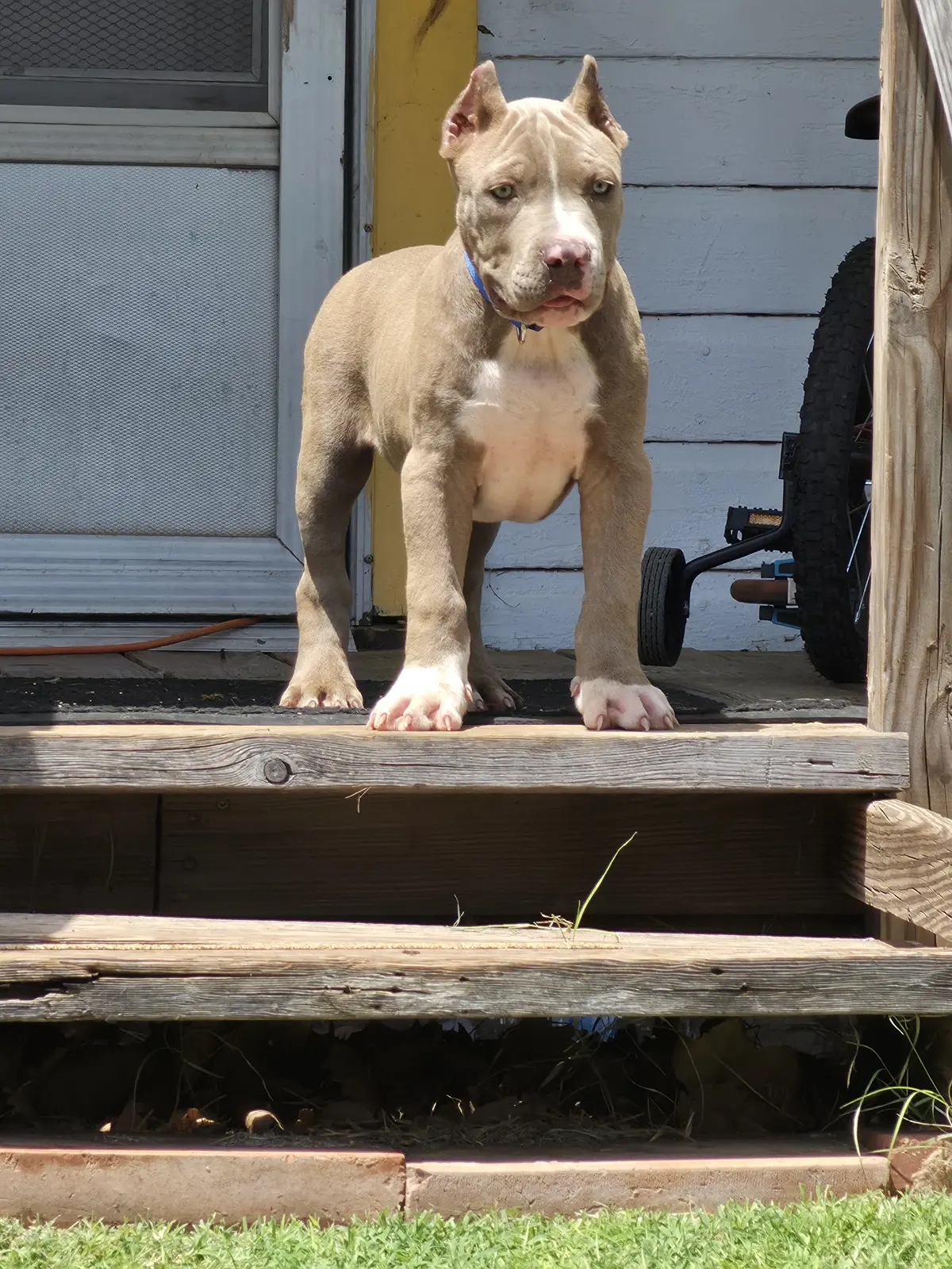A lilac puppy on the porch steps
