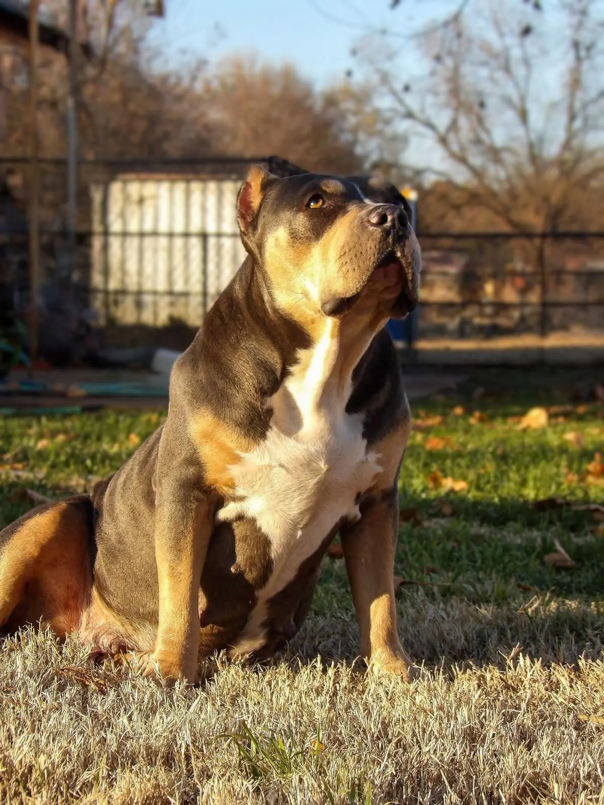 A dog sitting in autumn sunlight