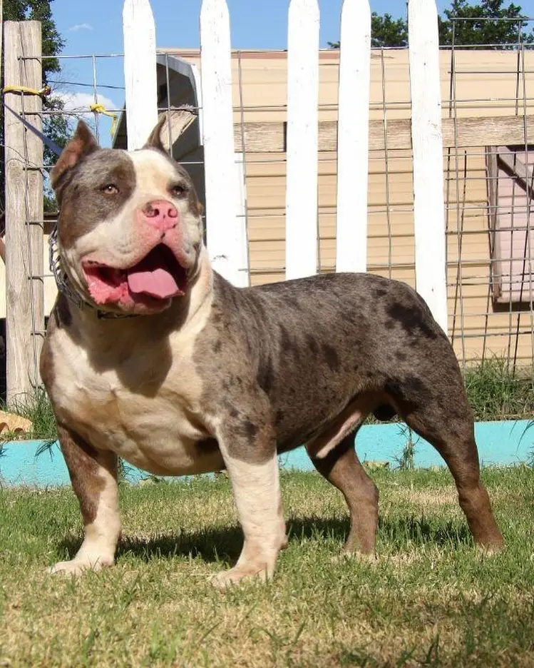 A merle dog standing in a yard
