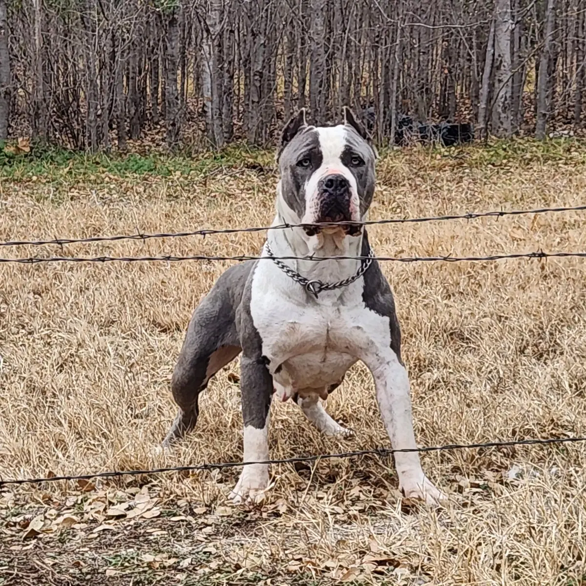 A blue and white dog standing in the woods, head on