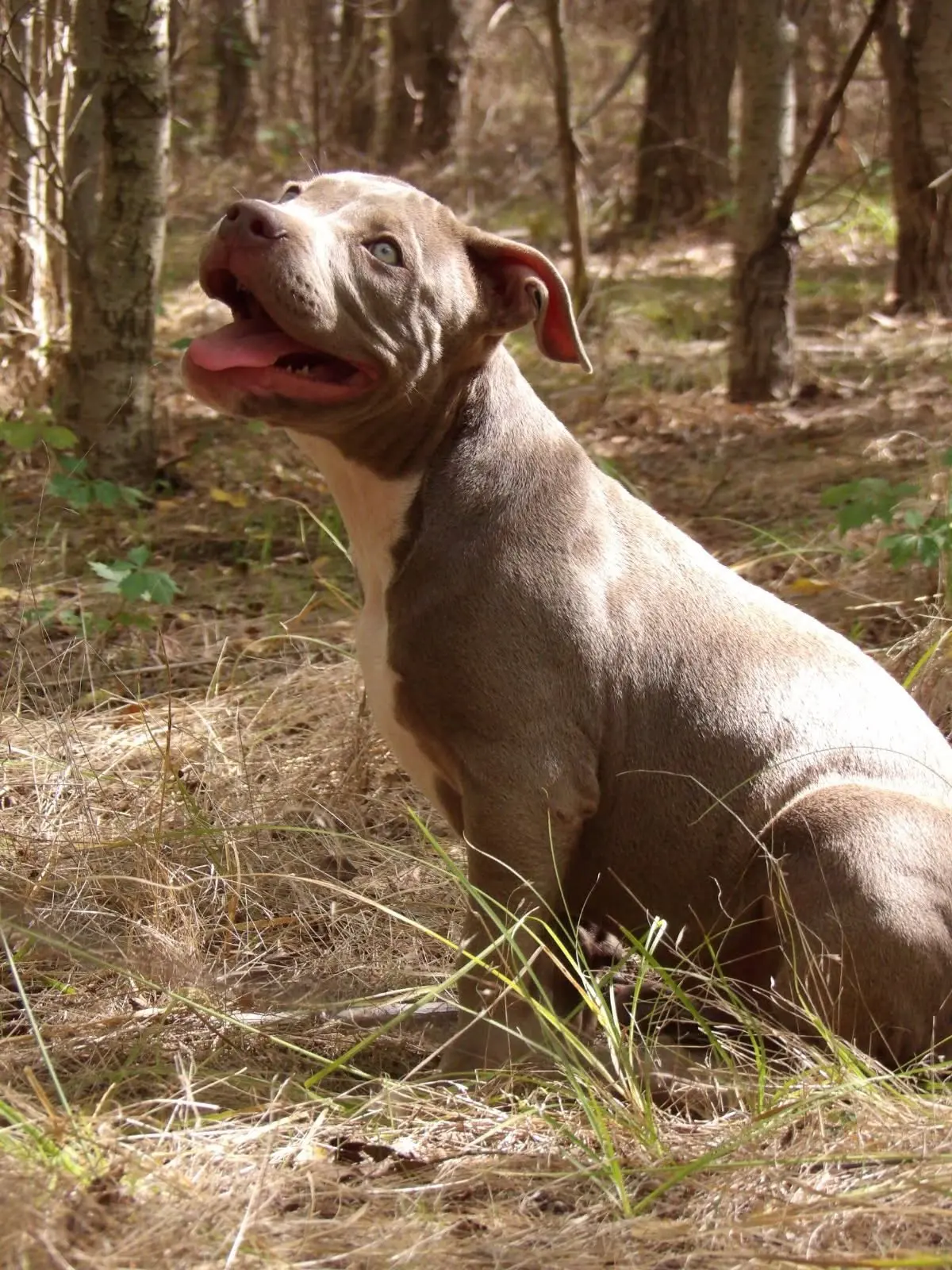 A lilac dog sitting in the woods