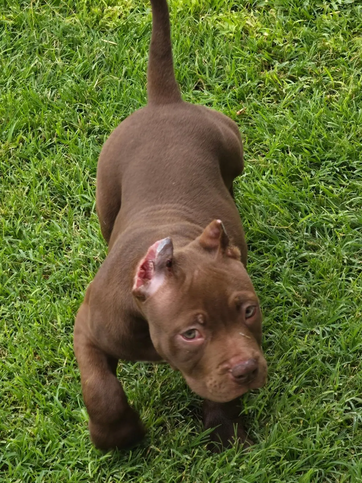 A chocolate puppy walking through the grass