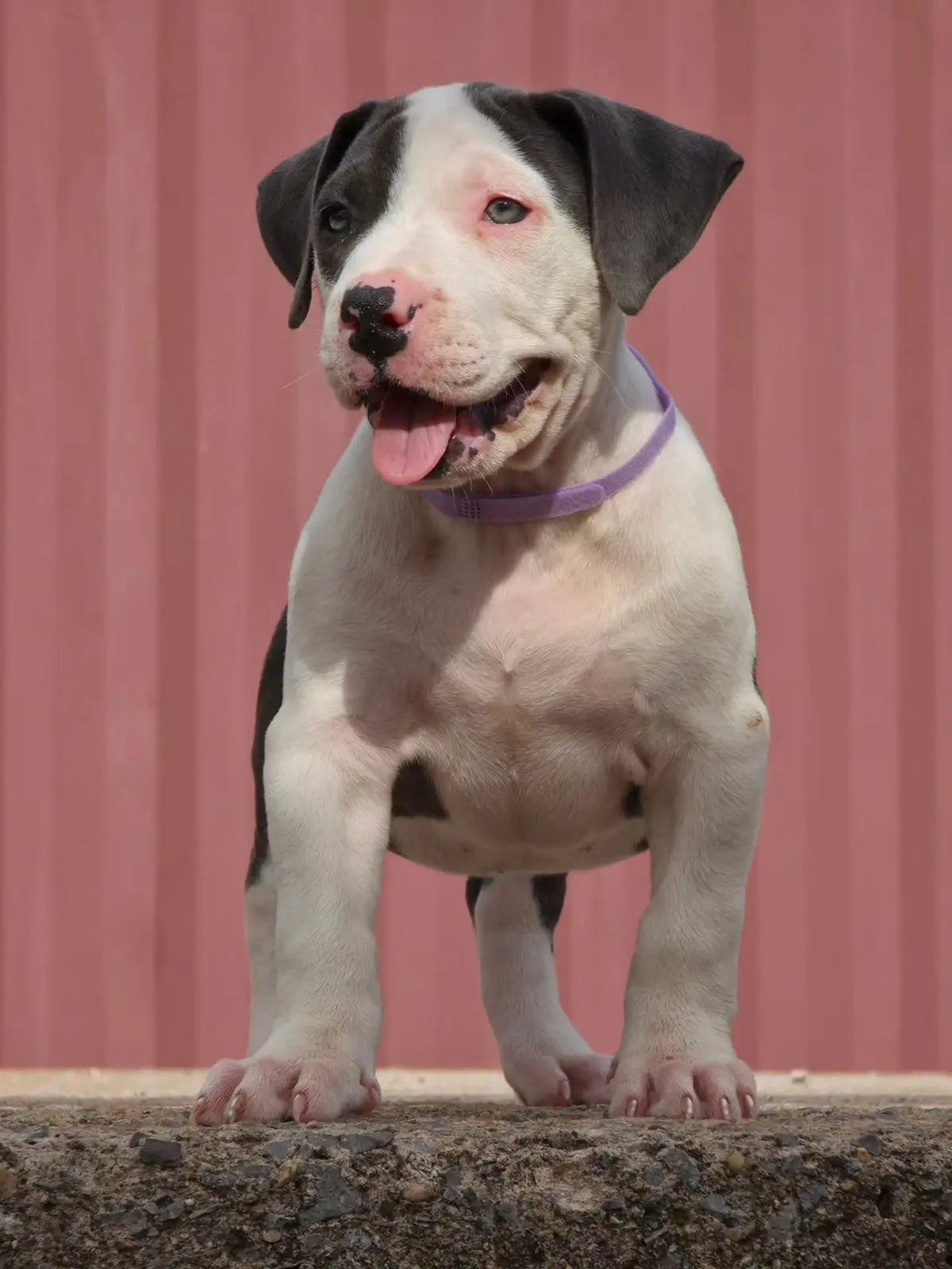 A blue and white puppy with a purple collar