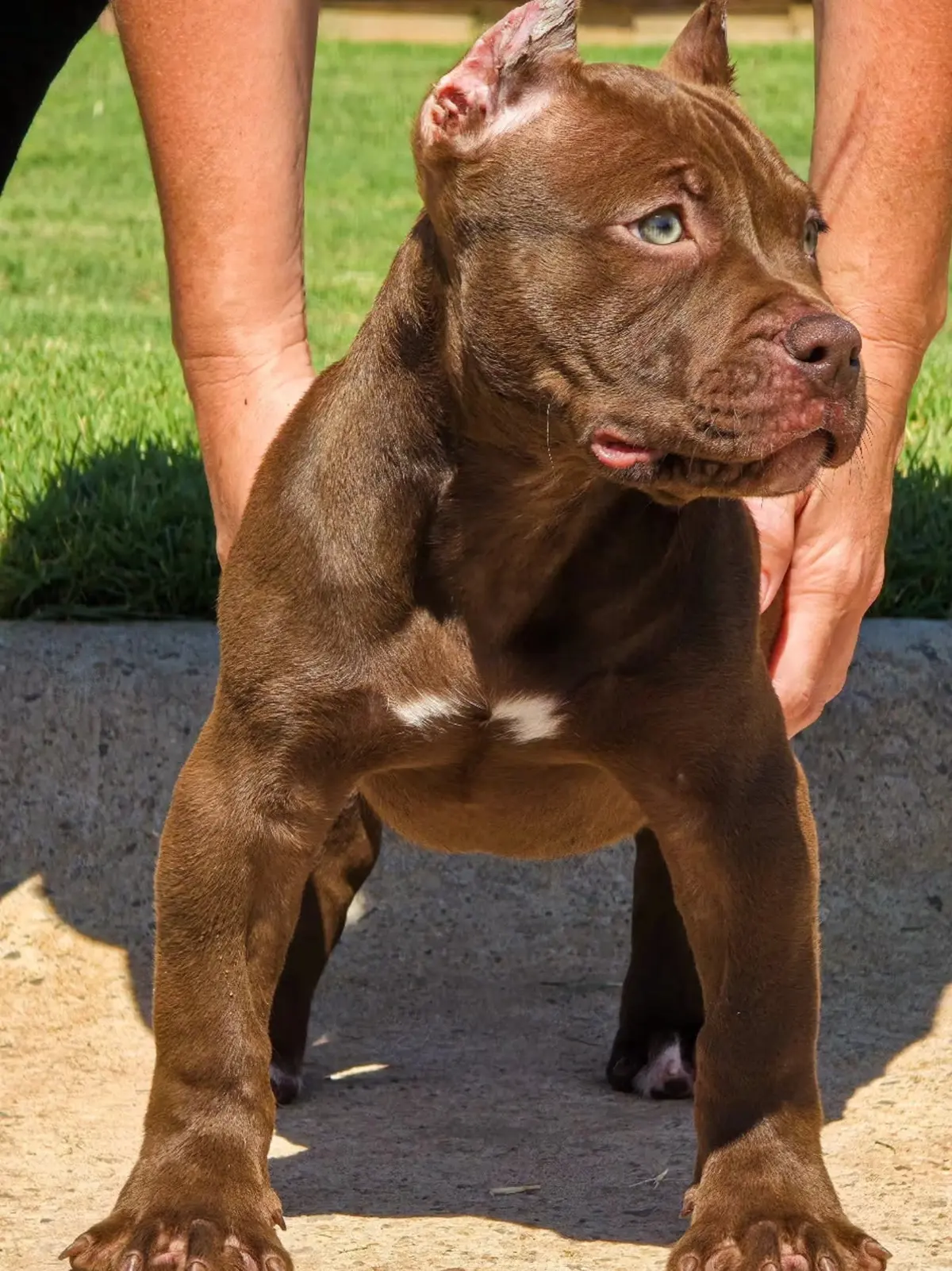 A chocolate puppy looking up