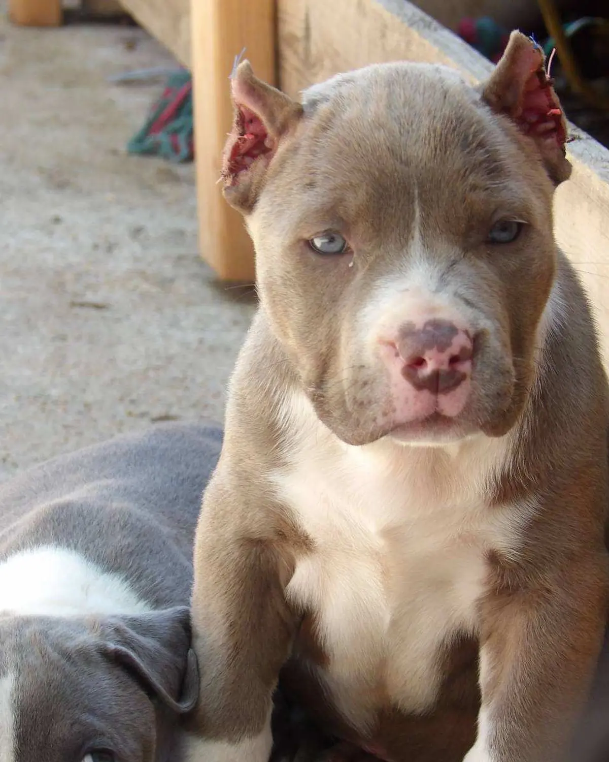 A lilac puppy with blue eyes looking at the camera
