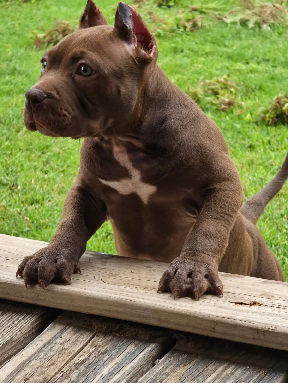A chocolate puppy with a white chest patch on a wooden deck