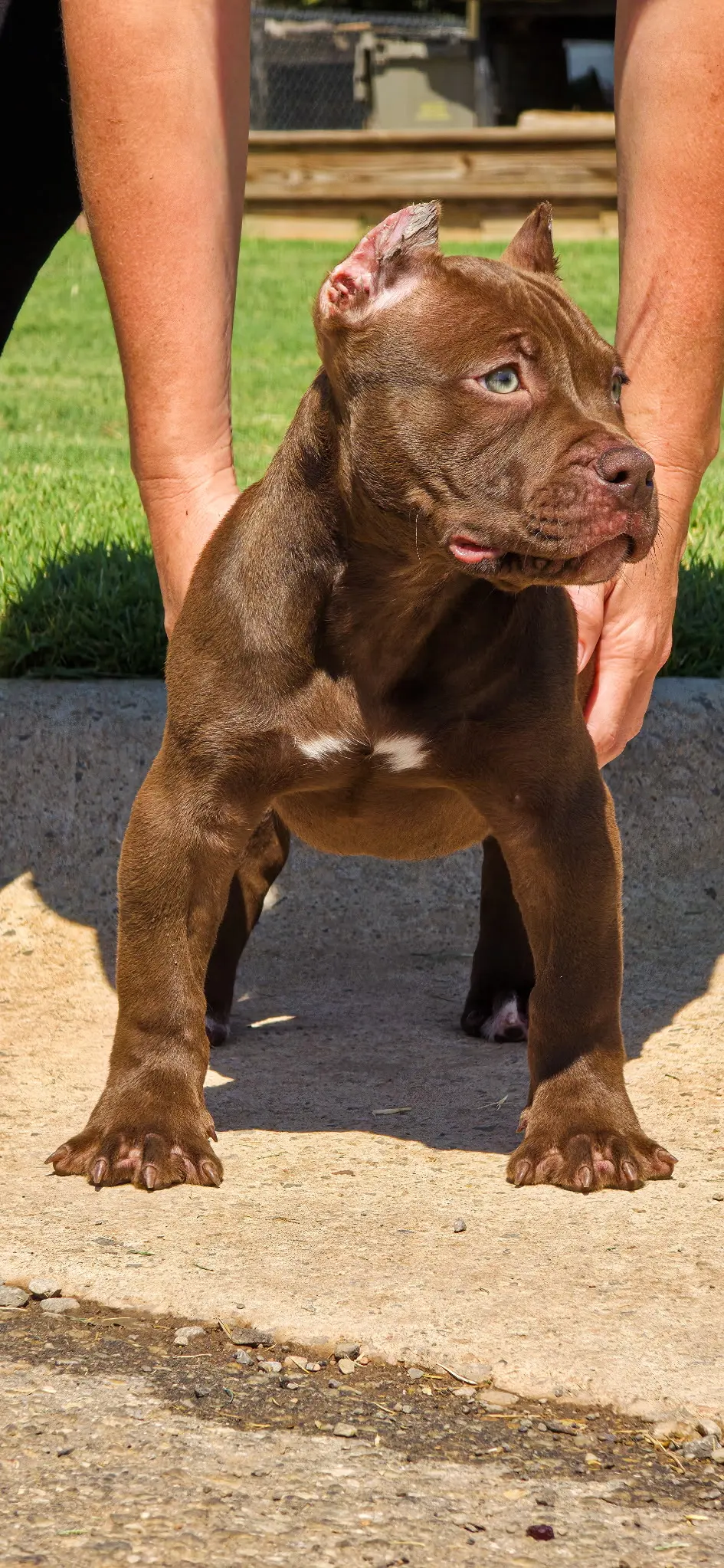 A chocolate youngster standing on a ledge