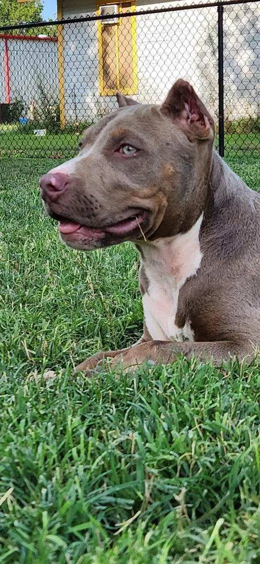 A lilac dog lying in the grass