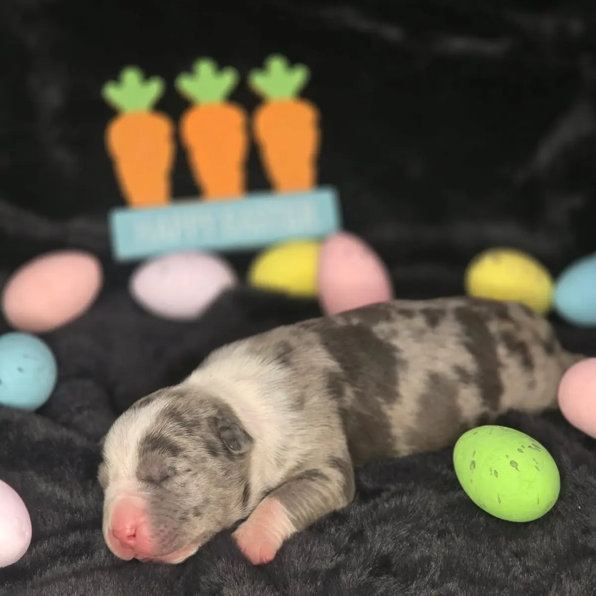 A newborn merle puppy asleep among Easter eggs
