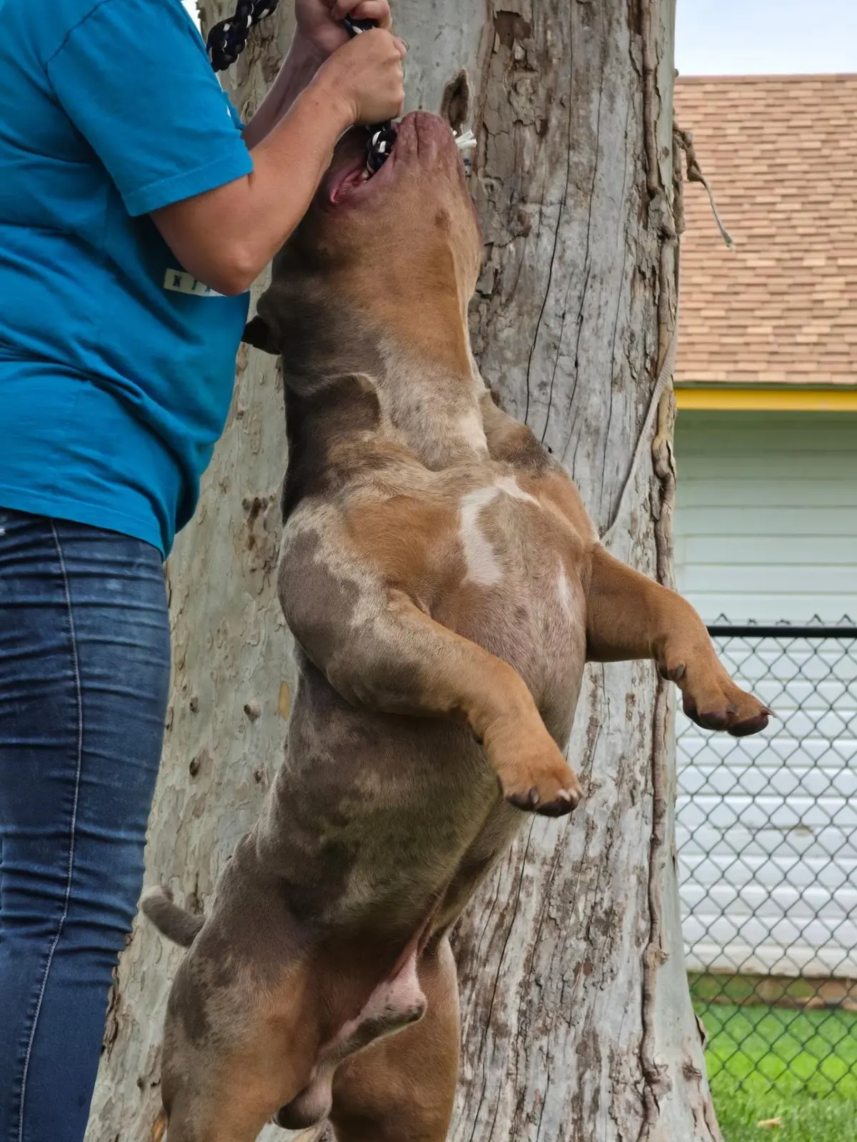 A dog jumping up a tree trunk