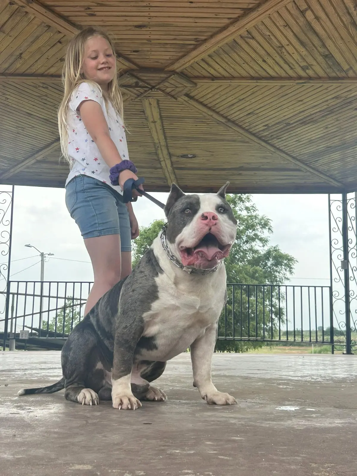 A girl walking an adult dog on a leash