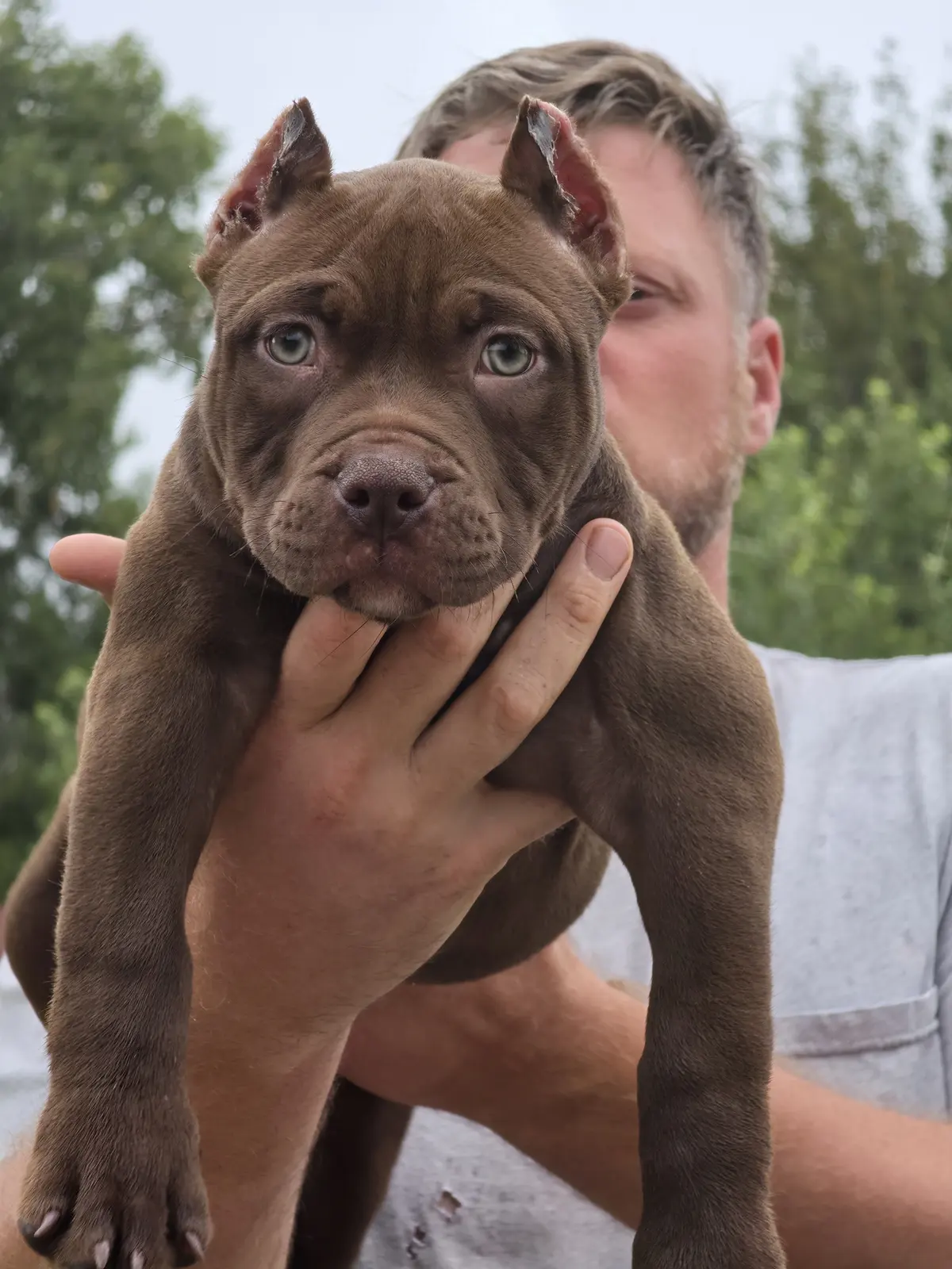 A chocolate puppy held up for the camera