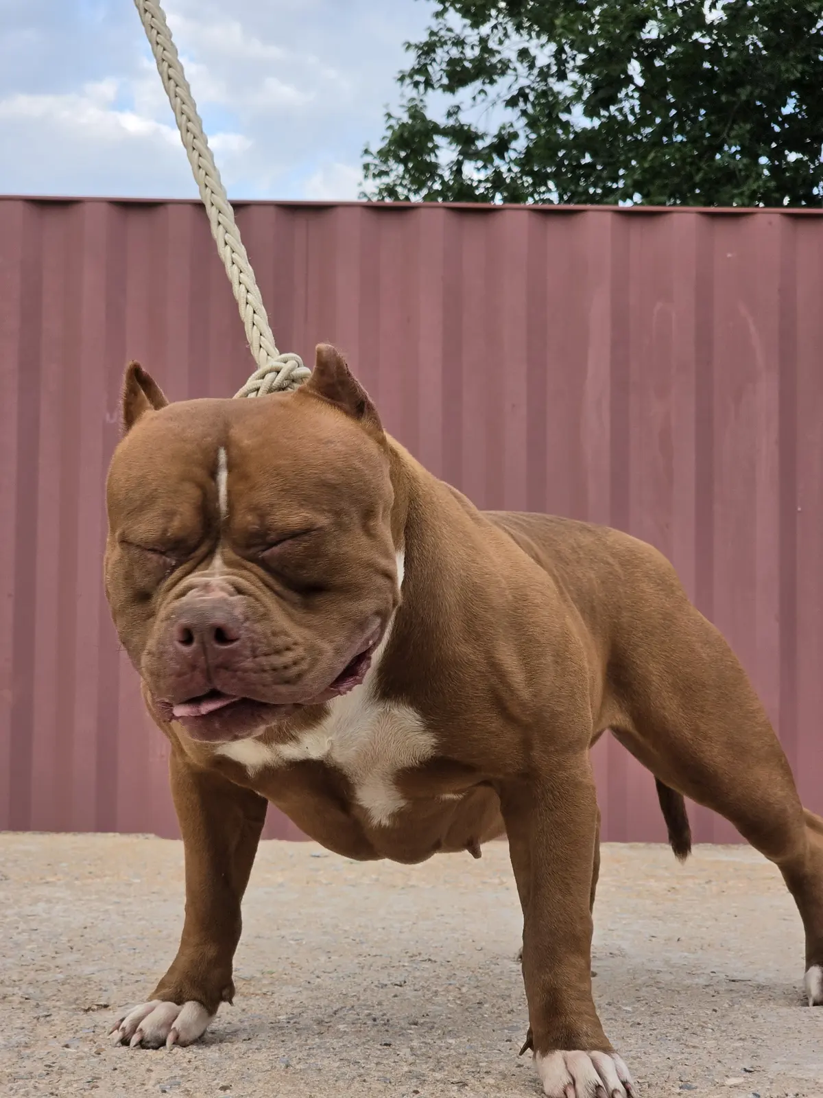 A chocolate dog on a rope lead by a red wall